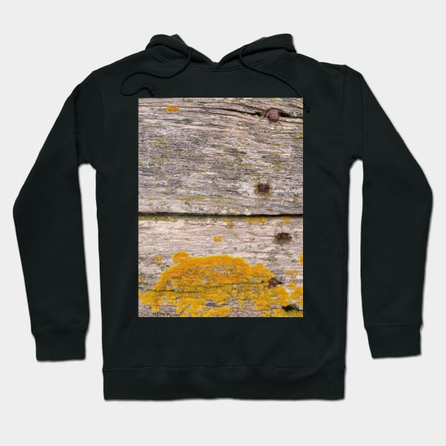 Golden Lichen on weathered wood Hoodie by stevepaint